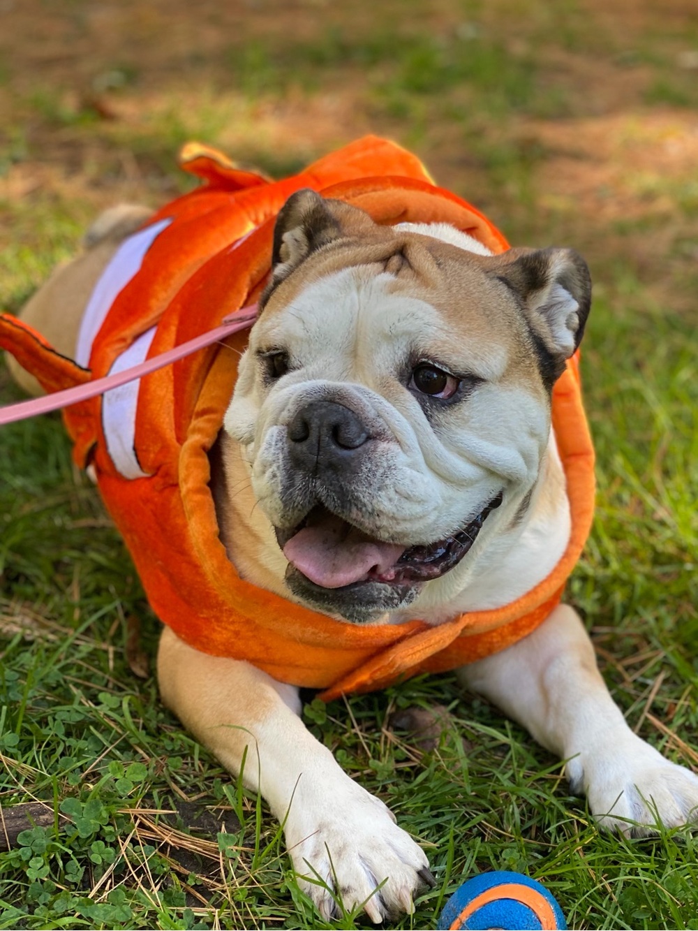 Fish Dog Costume